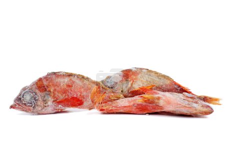 Photo for "Deep frozen raw red perch fishes" - Royalty Free Image