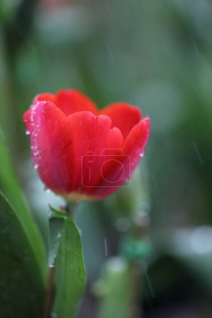 Téléchargez les photos : Tulipes humides dans le jardin, vue de jour - en image libre de droit