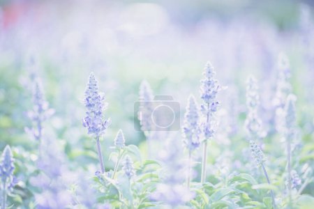 Photo for Lavender flowers. Beautiful floral background - Royalty Free Image