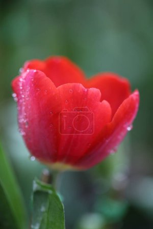 Foto de Tulipanes húmedos en el jardín, vista diurna - Imagen libre de derechos