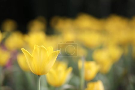 Téléchargez les photos : Tulipes humides dans le jardin, vue de jour - en image libre de droit