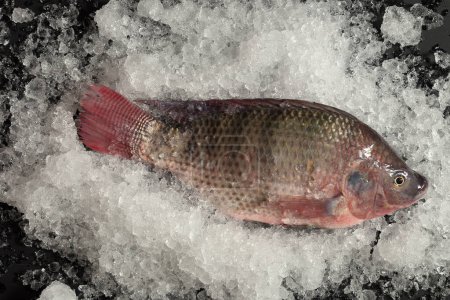 Foto de Tilapia fresca del Nilo Mango Fish Nilotica Fish on Ice - Imagen libre de derechos