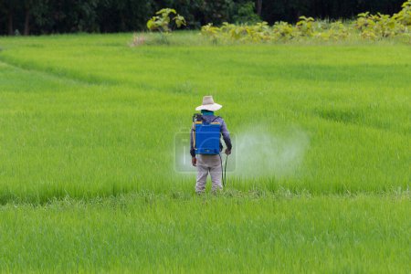 Photo for Farmer spraying pesticide in the rice field - Royalty Free Image