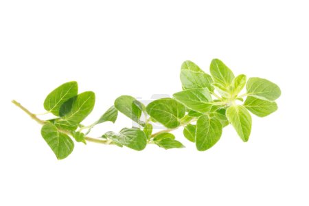 Photo for Fresh Oregano herb on a white background - Royalty Free Image