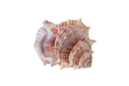 Foto de Concha marina aislada sobre un fondo blanco - Imagen libre de derechos