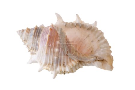 Photo for Sea shell isolated on a white background - Royalty Free Image