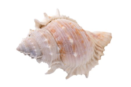 Photo for Sea shell arranged isolating on a white background - Royalty Free Image