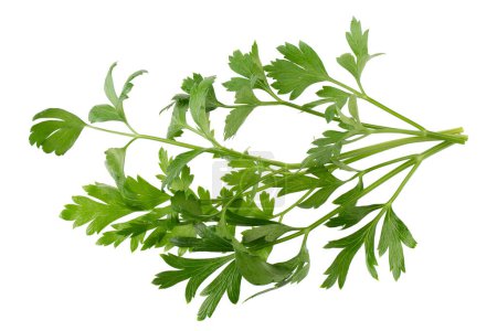 Photo for Parsley fresh herb isolated on a white background - Royalty Free Image