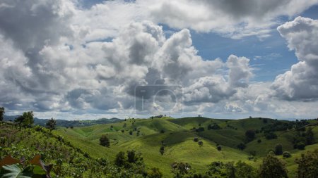 Foto de Campo de maíz verde agrícola en la colina con cielo azul - Imagen libre de derechos