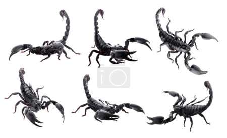 Téléchargez les photos : Scorpions noirs isolés sur fond blanc - en image libre de droit