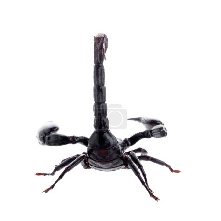 Photo for Black scorpion isolated on a white background - Royalty Free Image