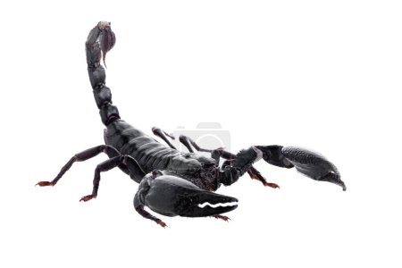 Téléchargez les photos : Scorpion noir isolé sur fond blanc - en image libre de droit