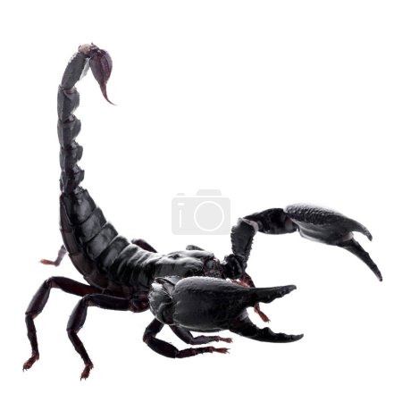 Foto de Escorpión negro aislado sobre un fondo blanco - Imagen libre de derechos