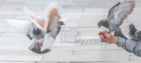 Téléchargez les photos : De nombreux pigeons se nourrissant d'une main - en image libre de droit