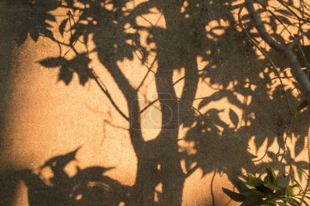 Téléchargez les photos : Ombre abstraite de l'arbre contre le mur de ciment - en image libre de droit