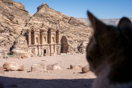 Photo for Stray cat looking at the Monastery in Petra, Wadi Musa, Jordan - Royalty Free Image
