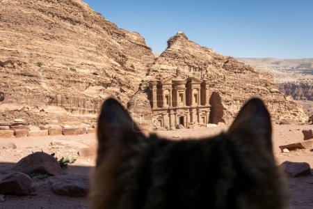 Foto de Gato callejero mirando al Monasterio de Petra, Wadi Musa, Jordania - Imagen libre de derechos