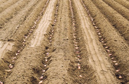 Téléchargez les photos : Les pommes de terre de semence ont germé en rangs dans le sol avant de creuser la fermeture. Le processus de plantation d'une plantation de pommes de terre. Agriculture et industrie agricole. Agro-alimentaire. Préparation du sol - en image libre de droit