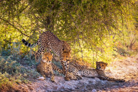 Téléchargez les photos : Trois guépards dans le parc national d'Etosha - en image libre de droit