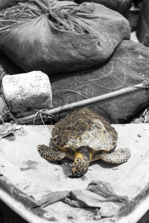 Foto de Las tortugas marinas son asesinadas por los pescadores, ilustración colorida - Imagen libre de derechos