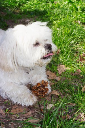 Photo for Little white dog playing with his pinecone - Royalty Free Image