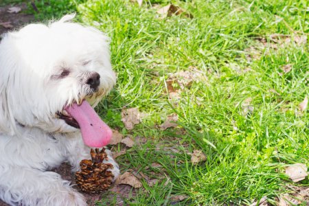 Photo for White dog in the park - Royalty Free Image