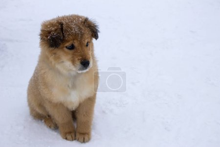 Foto de Solitario triste cachorro sentado en la nieve - Imagen libre de derechos