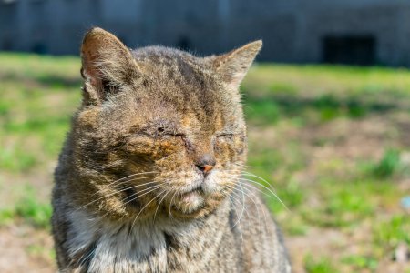 Foto de Un viejo gato golpeado sin ojo, un ciego se sienta en la calle. Gato salvaje sin hogar con mutilaciones - Imagen libre de derechos