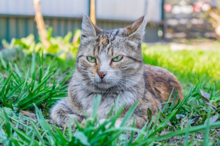 Téléchargez les photos : Le chat de la rue se trouve dans l'herbe dense à l'ombre, se cachant de la lumière du jour - en image libre de droit