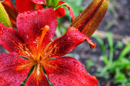 Téléchargez les photos : Des gouttes d'eau après une pluie sur les pétales d'une fleur de lis rouge violet - en image libre de droit