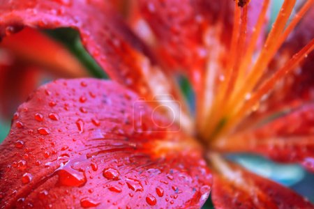 Photo for Delicate petals of a lily with drops of water after a rain - Royalty Free Image