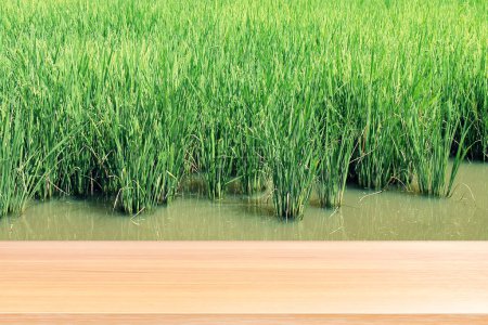 Foto de Wood plank on blurred rice plantation background green, empty wood table floors on field rice plant paddy farm, wood table board empty front rice plant for mock up display products rice - Imagen libre de derechos