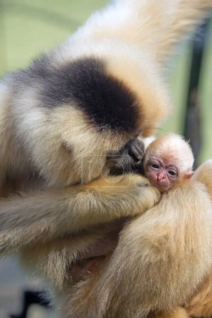Photo for Portrait of monkeys family - Royalty Free Image