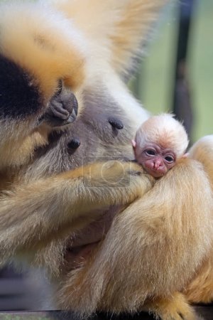 Téléchargez les photos : Vue rapprochée du bébé singe animal - en image libre de droit