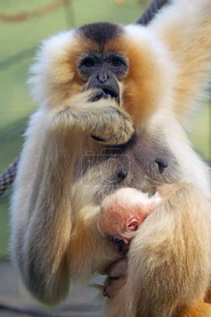 Photo for Close up shot of cute furry baby monkey with mother - Royalty Free Image