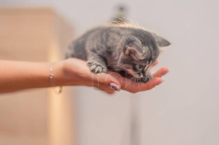 Foto de Lindo gatito gris se sienta en la mano - Imagen libre de derechos