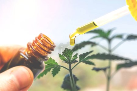 Téléchargez les photos : "Bouteille à main d'huile de cannabis contre la plante de marijuana" - en image libre de droit