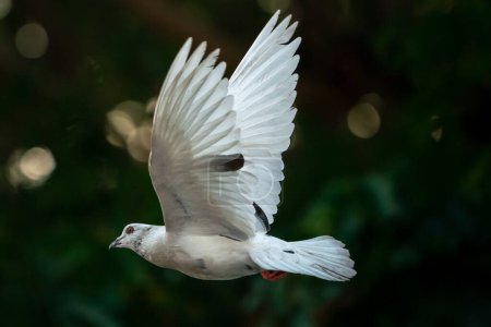 Téléchargez les photos : "White pigeon bird flying in the sky." - en image libre de droit