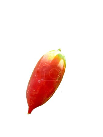Téléchargez les photos : Coccinia grandis (également connu sous les noms de timun merah, kemarungan, lierre, scarlet gourd, tindora, kowai fruit). En médecine traditionnelle, les fruits ont été utilisés pour traiter la lèpre, la fièvre et l'asthme. - en image libre de droit
