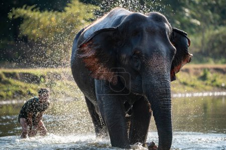Photo for Splash water on elephant bath time. - Royalty Free Image