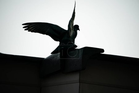 Téléchargez les photos : "Silhouette flying pigeon bird in the sky." - en image libre de droit