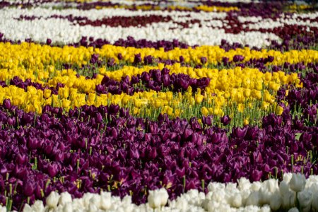 Téléchargez les photos : "Multicolor tulips garden, fresh spring flowers." - en image libre de droit