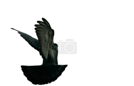 Téléchargez les photos : "oiseau pigeon volant dans le ciel. isolé" - en image libre de droit