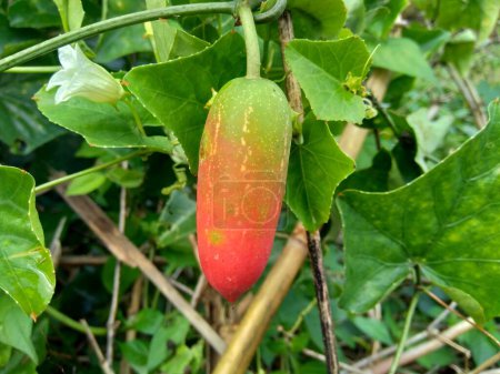 Photo for Coccinia grandis (also known as timun merah, kemarungan, ivy gourd, scarlet gourd, tindora, kowai fruit). In traditional medicine, fruits have been used to treat leprosy, fever and asthma - Royalty Free Image