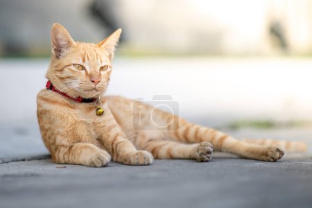 Foto de Gato amarillo se acuesta a un lado, ojos medio cerrados. - Imagen libre de derechos