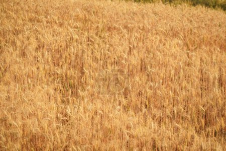 Photo for Gold grain ready for harvest in a farm field. - Royalty Free Image