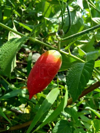 Foto de Coccinia grandis (also known as timun merah, kemarungan, ivy gourd, scarlet gourd, tindora, kowai fruit). In traditional medicine, fruits have been used to treat leprosy, fever and asthma - Imagen libre de derechos
