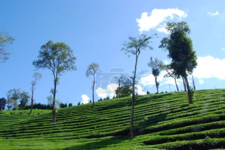 Téléchargez les photos : Plantation de thé Paysage vue panoramique - en image libre de droit