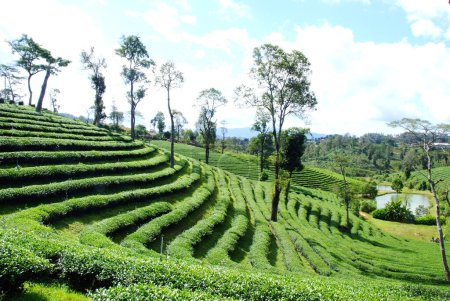 Téléchargez les photos : Plantation de thé Paysage vue panoramique - en image libre de droit