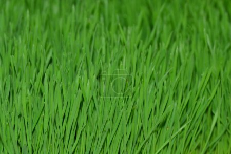 Photo for Full frame shot of beautiful grass for background - Royalty Free Image